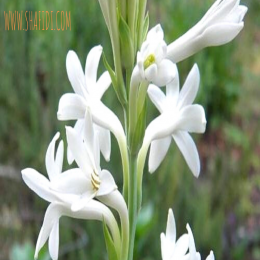 FRESH TUBEROSE